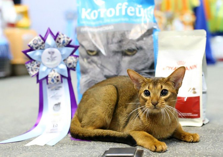 Выставка кошек кемерово 2024. Выставка кошек. Выставка кошек Барнаул. Выставка кошек и собак. Выставка кошек в Москве.